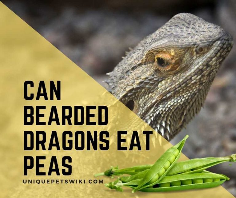 Can Bearded Dragons Eat Peas? Yes Secret TIP to Feed Peas