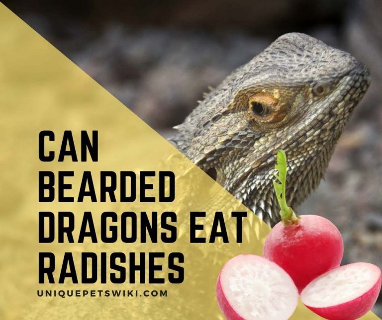 Beautiful Can Bearded Dragons Eat Radishes Moment in 4K Beautiful Can Bearded Dragons Eat Radishes Moment in 4K