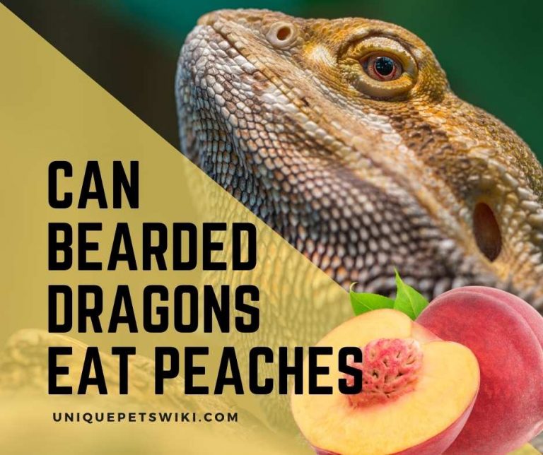 Can Bearded Dragons Eat Peaches? Yes, Feed Peaches to Beardies