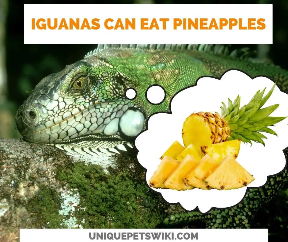 Can Iguanas Eat Pineapple?