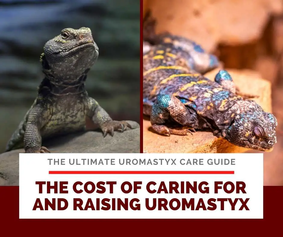 The Cost Of Caring For And Raising Uromastyx