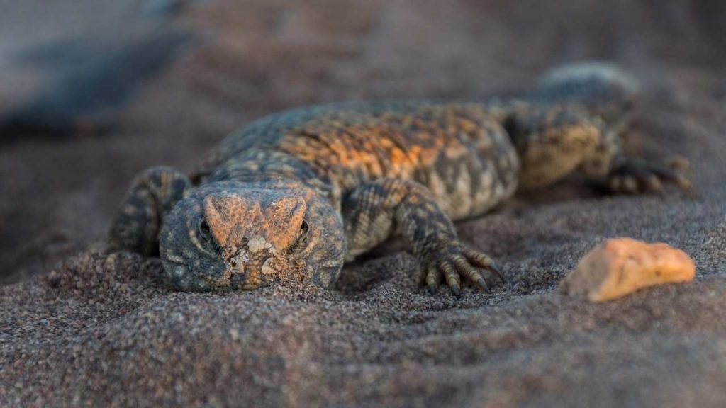 Colors Of Uromastyx Philbyi