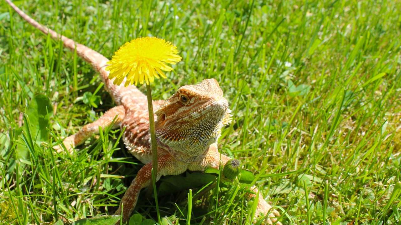 Bearded Dragon Boy Names Unique, Cool, Funny And Celebrity Inspired!