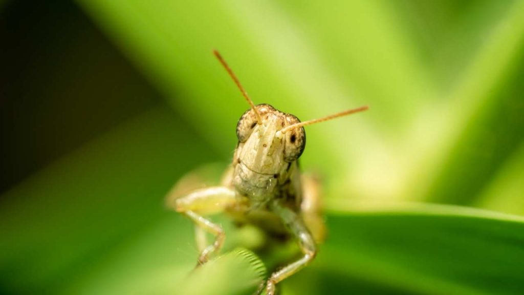 The Nutritional Aspect Of Grasshoppers
