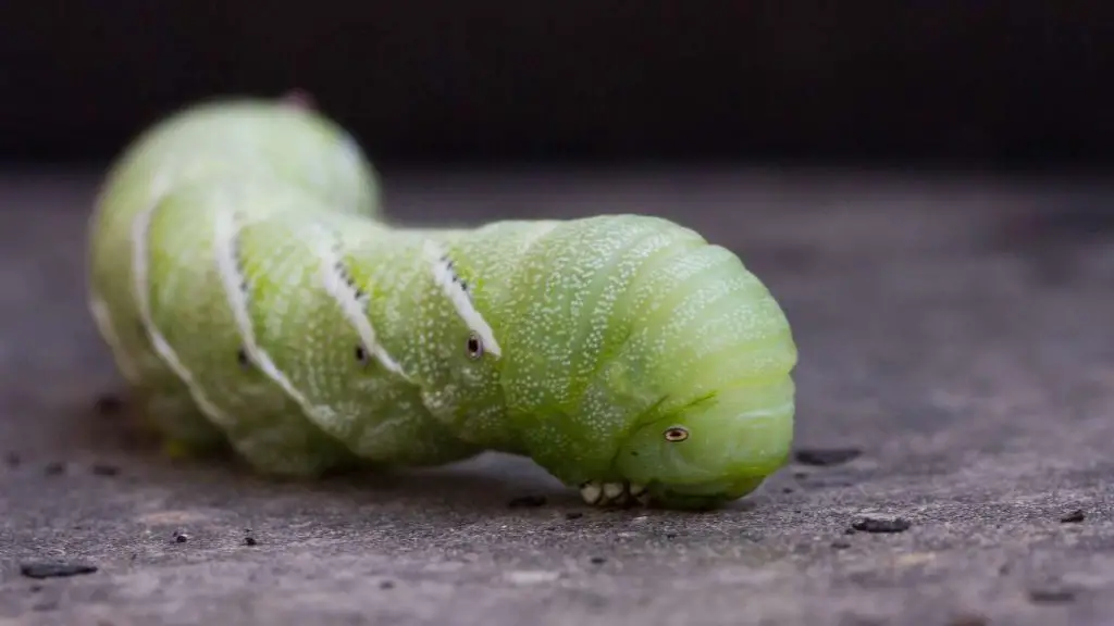 The Nutritional Information Of Hornworms?