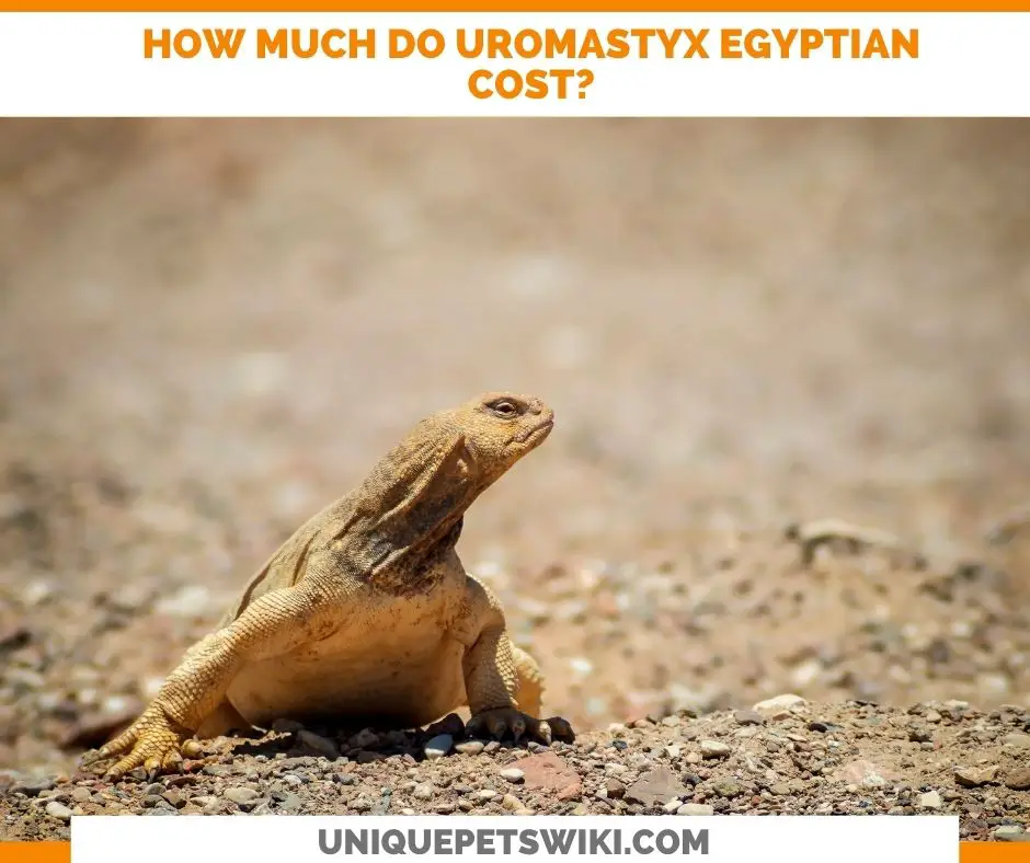 How Much Do Uromastyx Egyptian Cost?