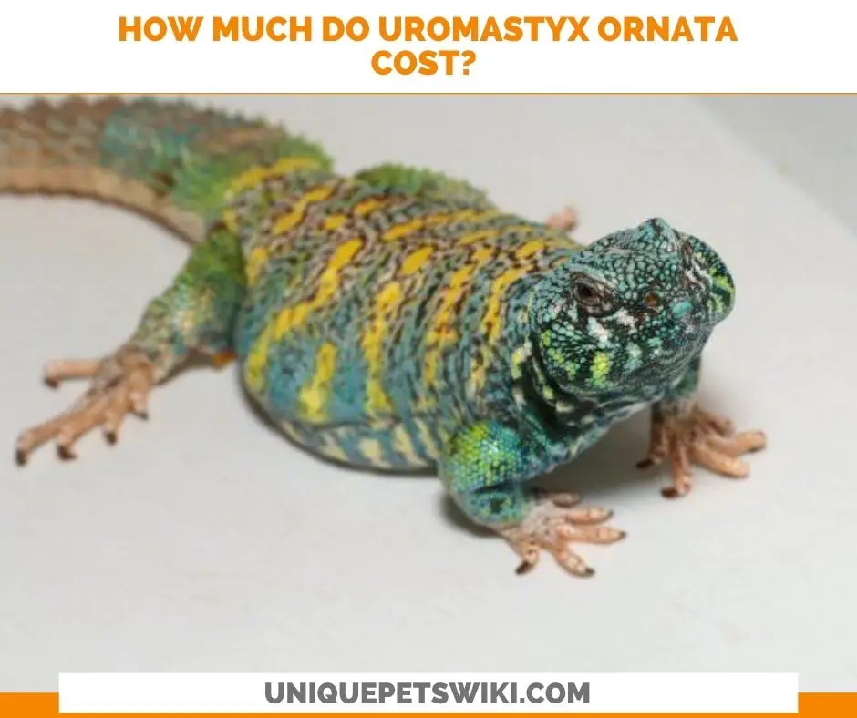 How Much Do Uromastyx Ornata Cost?