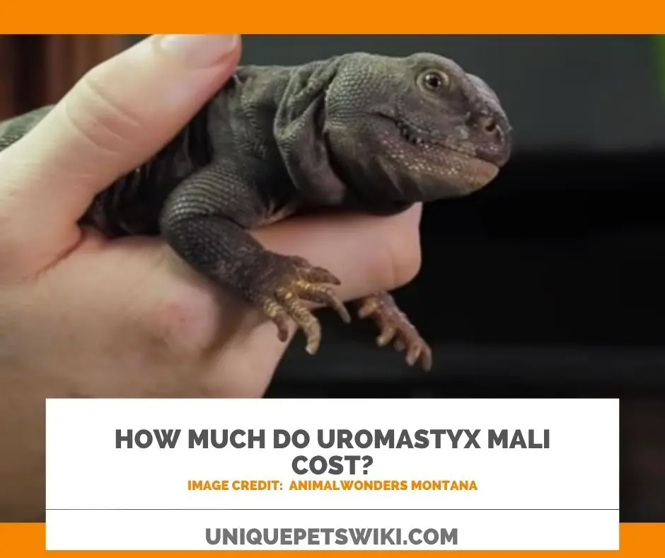 How Much Does Uromastyx Mali Cost?