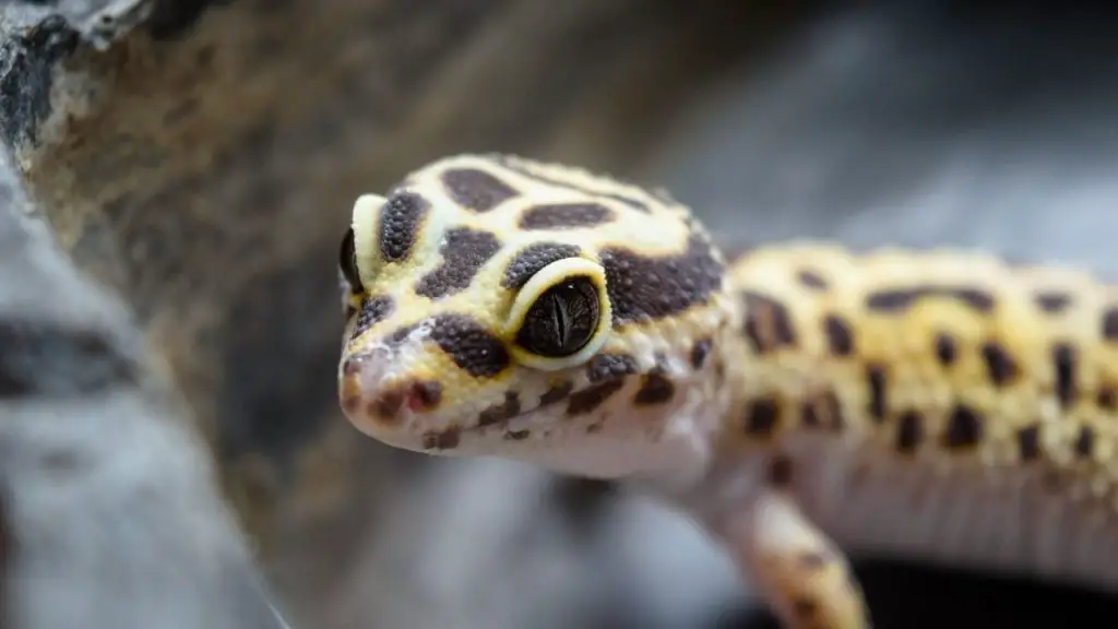Do Loud Noises Scare Leopard Geckos?