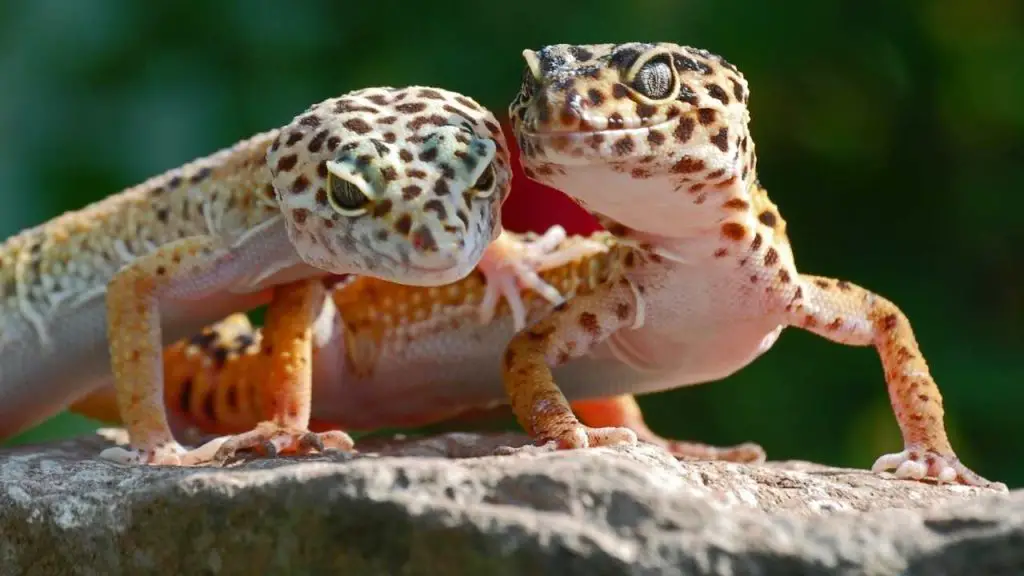 Does A Leopard Gecko Ovulate?