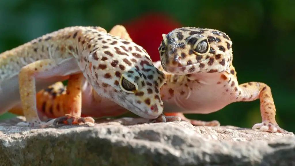 Taking Care Of Leopard Geckos After Mating.