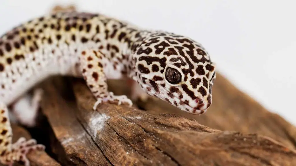 Leopard Gecko Ovulation