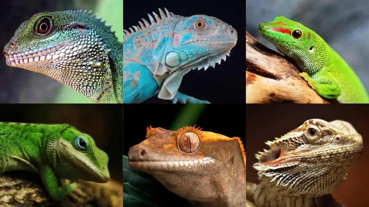 14 Vegetarian Lizards That Eat Fruits