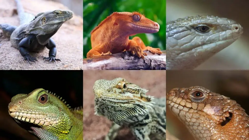 Lizards That Can Be Mainly Fed on Fruits