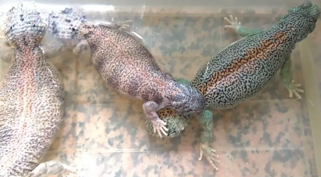 What Are Uromastyx Thomasi?