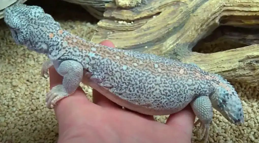 Handling Uromastyx Correct Way