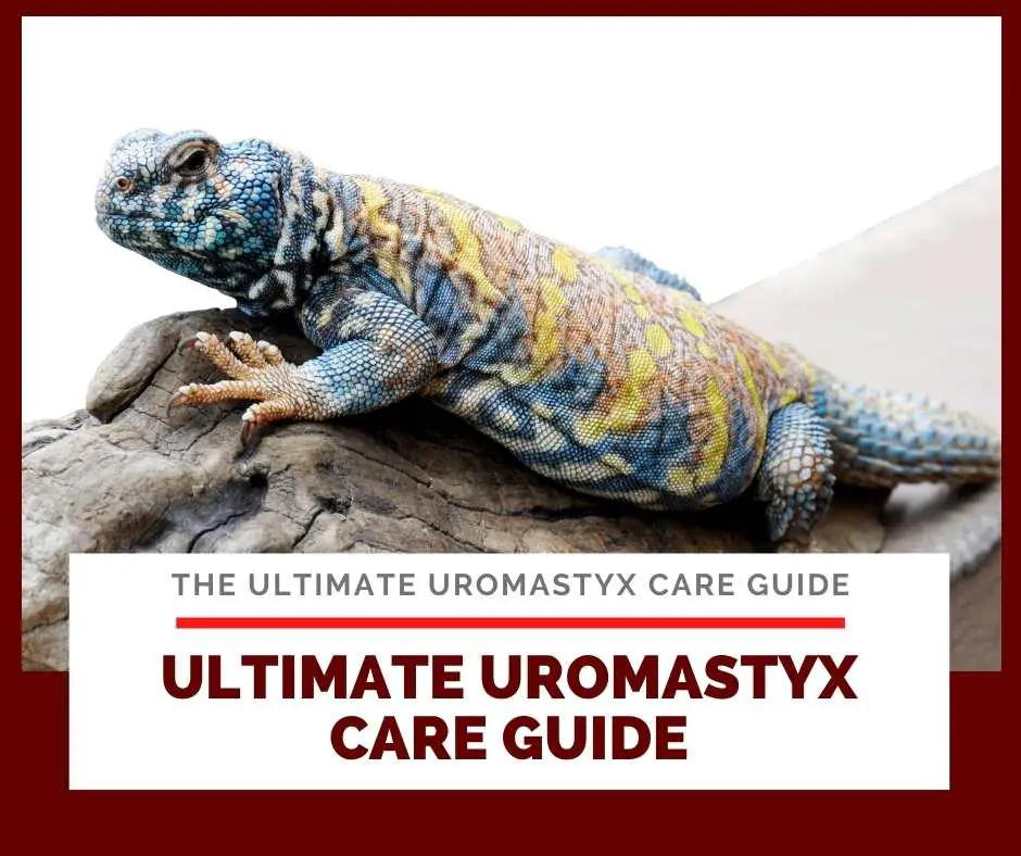 Ultimate Uromastyx Care Guide