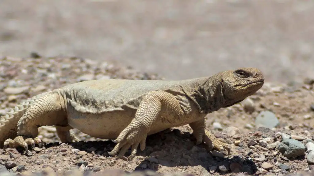 Factors That Can Shorten Uromastyx Lifespan