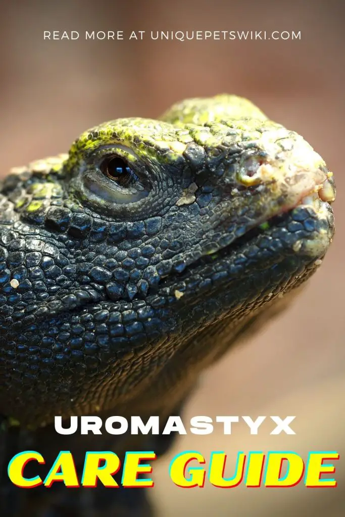 The Ultimate Uromastyx Care Guide Pinterest Pin