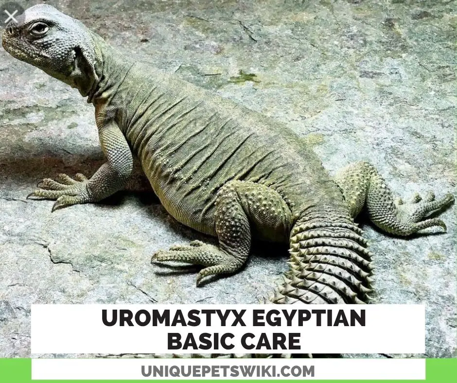Basic Care For Uromastyx Egyptian