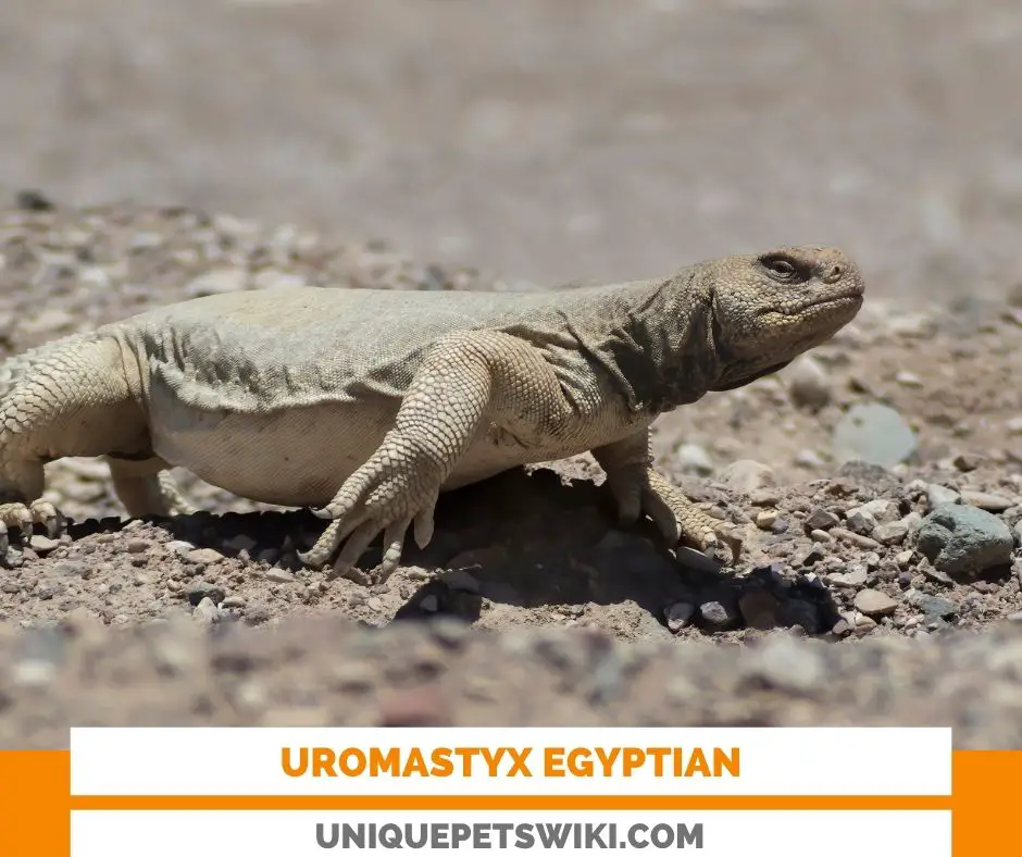 Uromastyx Egyptian