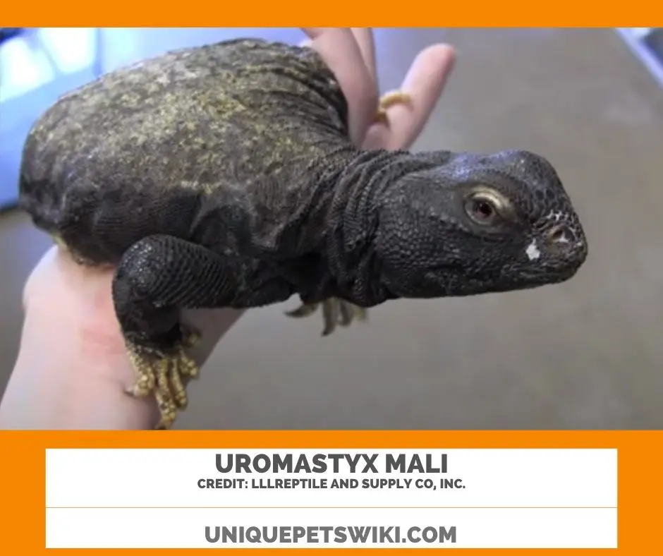 Uromastyx Mali