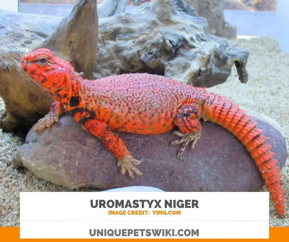 Uromastyx Niger