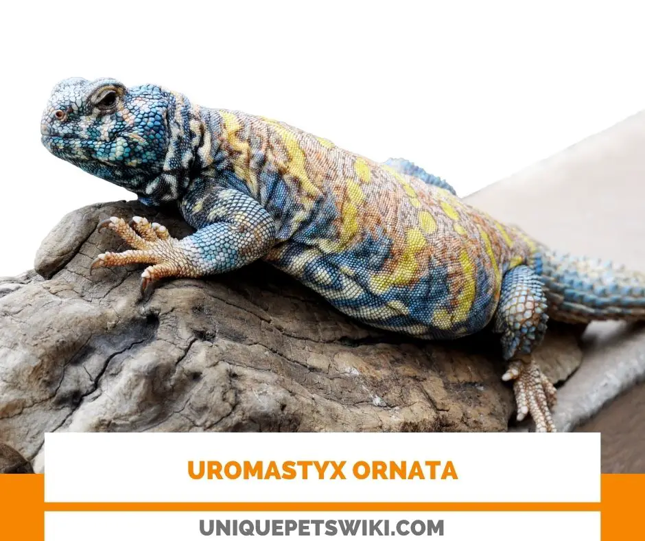 Uromastyx Ornata