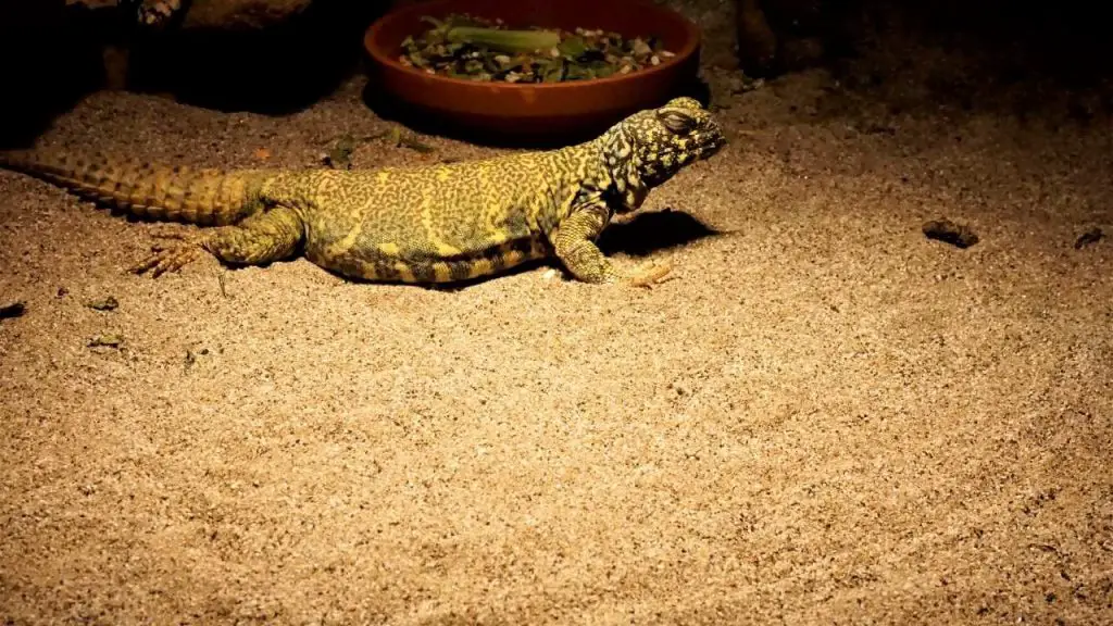The Different Kinds Of Uromastyx Substrates