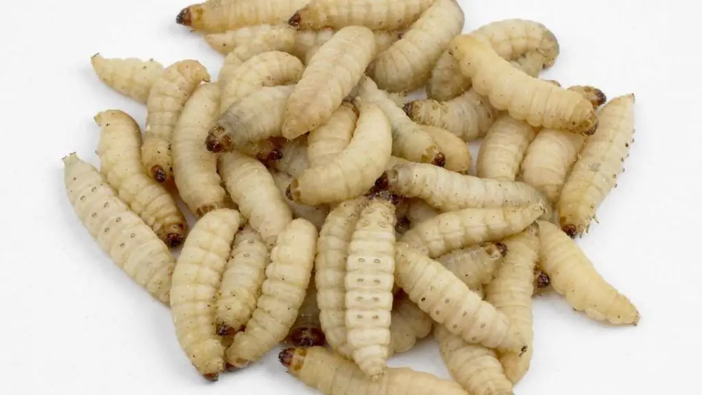 Nutritional Aspects Of Wax Worm 