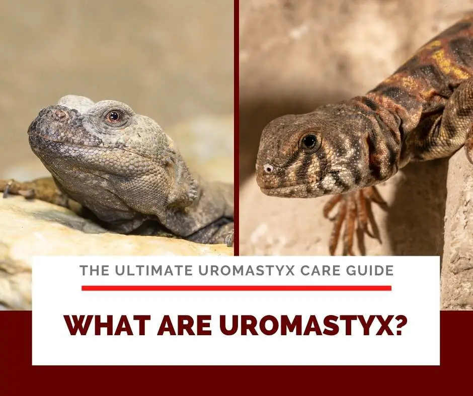 What Are Uromastyx?