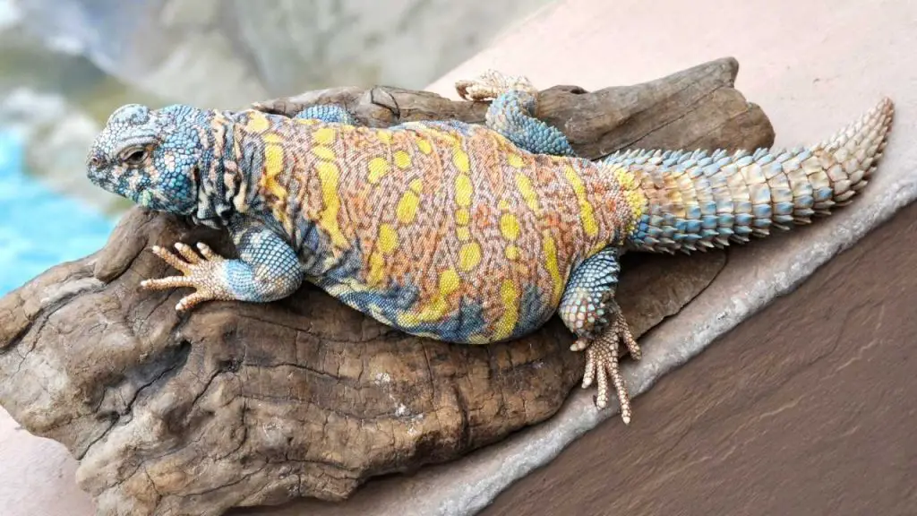 What Is Uromastyx Philbyi?