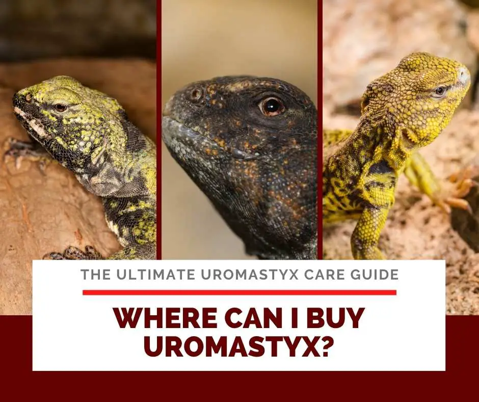 Where Can I Buy Uromastyx?