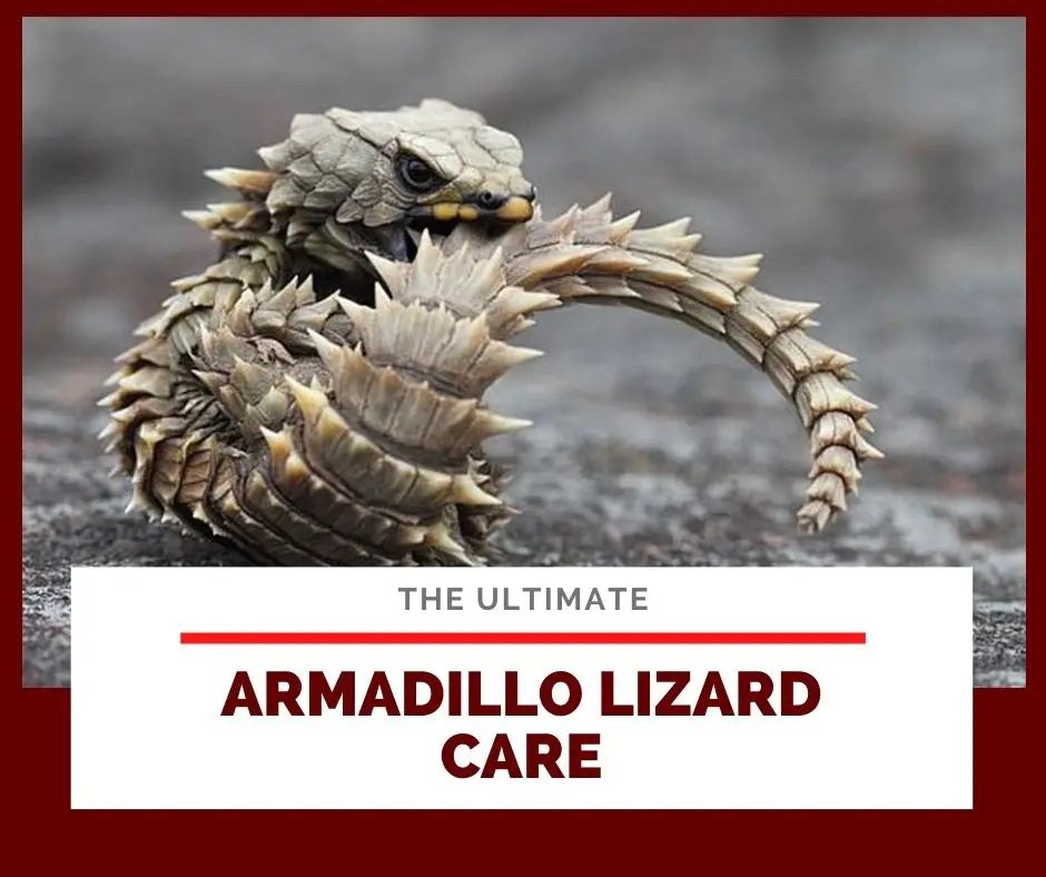 Ultimate Armadillo Lizard Care