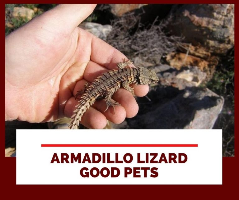Ultimate Armadillo Lizard Care Guide for Beginners