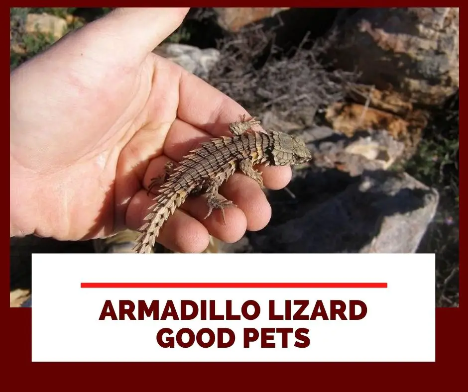 Why Do Armadillo Lizard Make Good Pets?