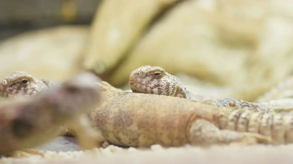 Uromastyx First Fact: Uromastyx Make Good Pets