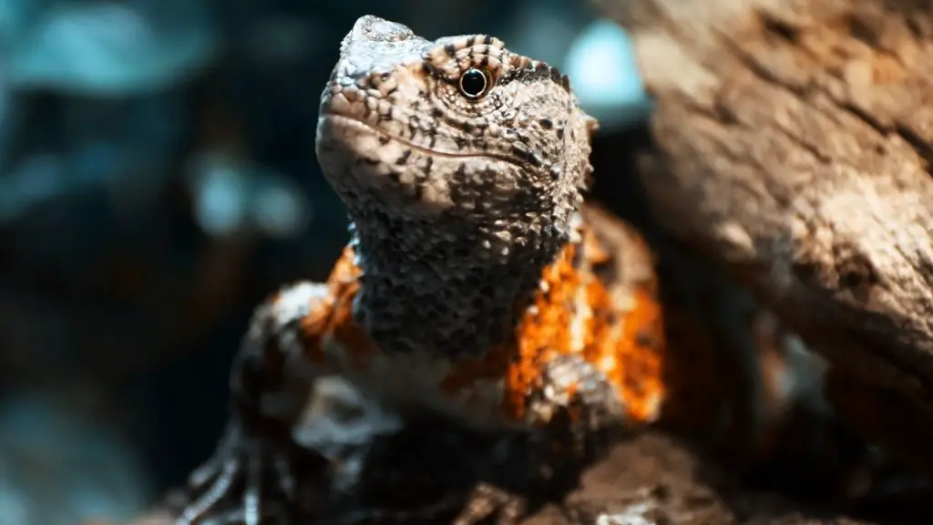 Chinese Crocodile Lizard Appearance