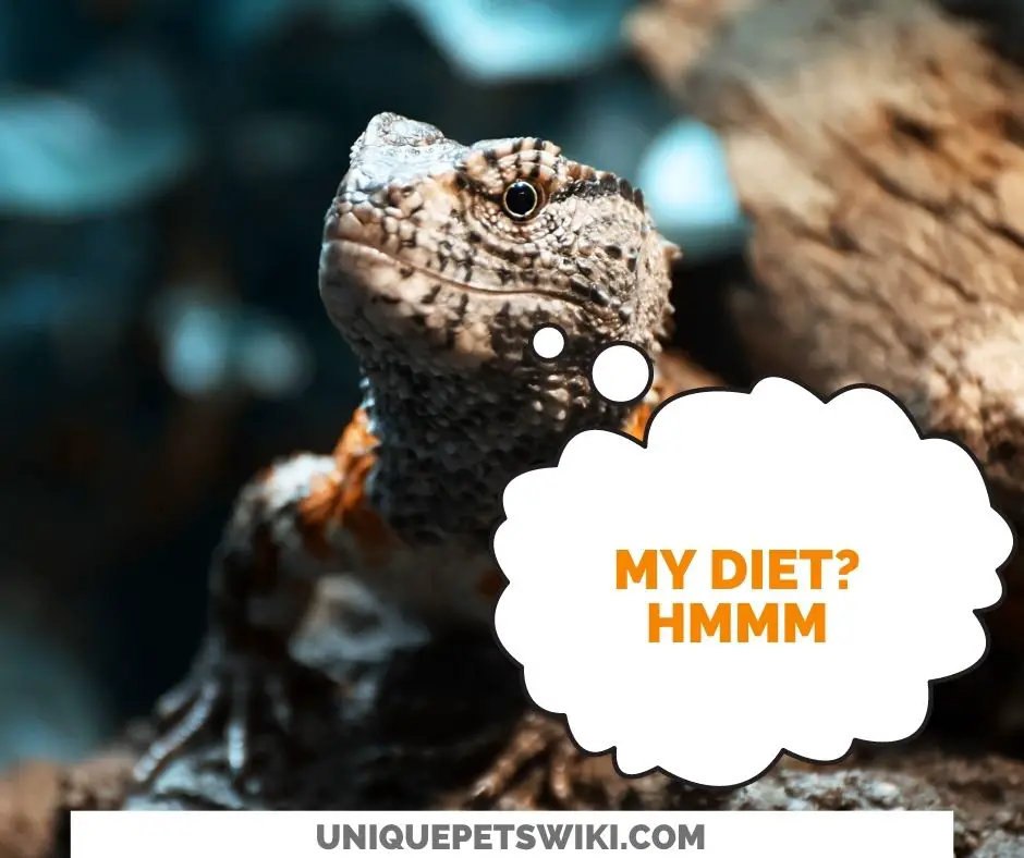 Diet - What Should I Feed My Chinese Crocodile Lizard?