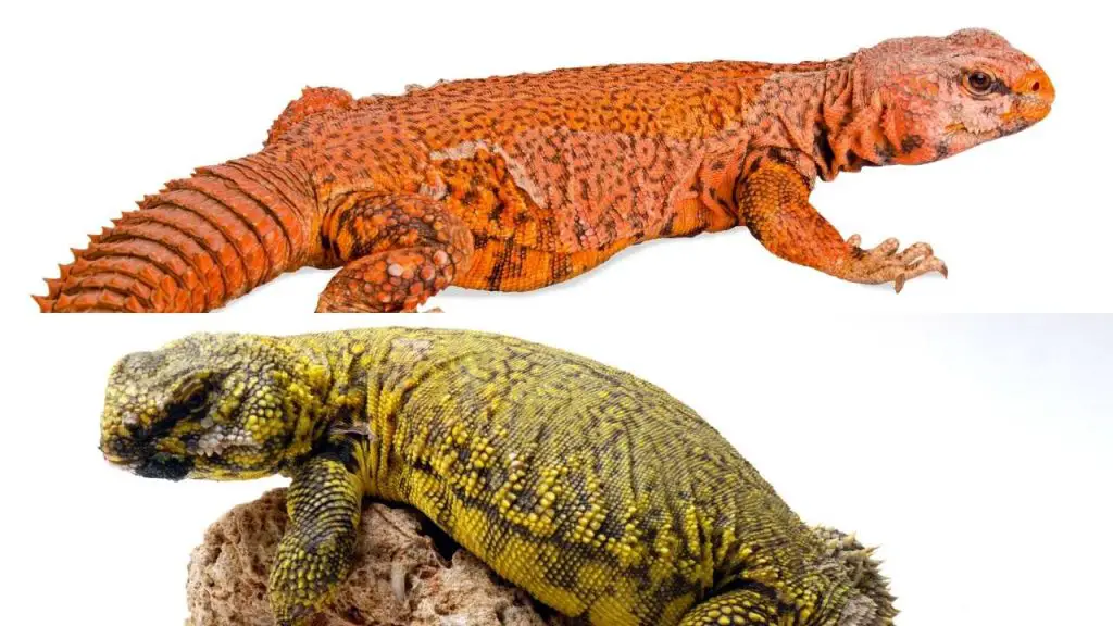 How Big Do Uromastyx Get?