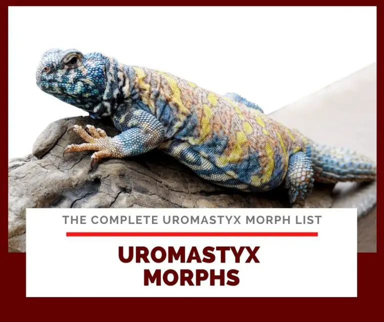 18 Uromastyx Morphs: A-Z Complete Uromastyx Types, Colors, Species