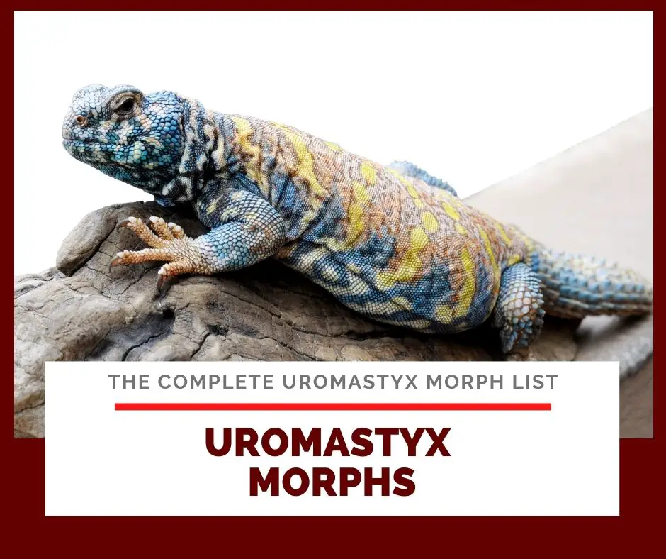 complete uromastyx morphs with photos