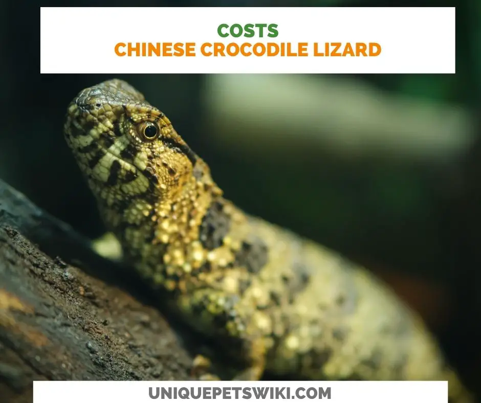 Chinese Crocodile Lizard Costs