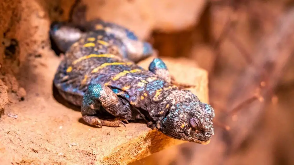 Uromastyx Breeding in 9 Steps