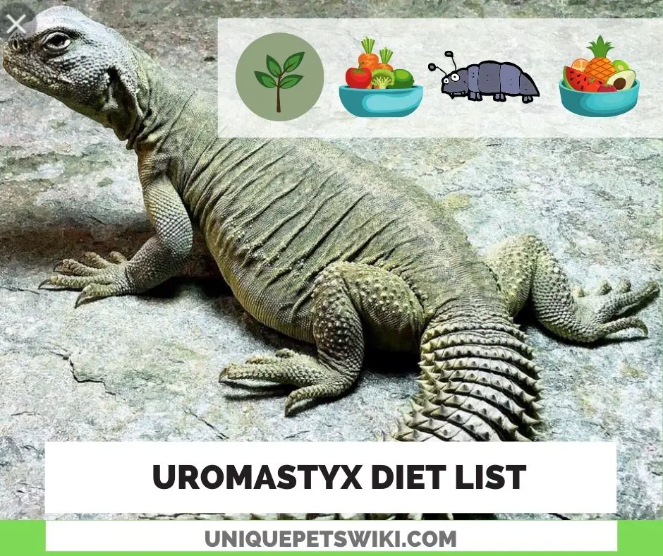 Uromastyx Diet List