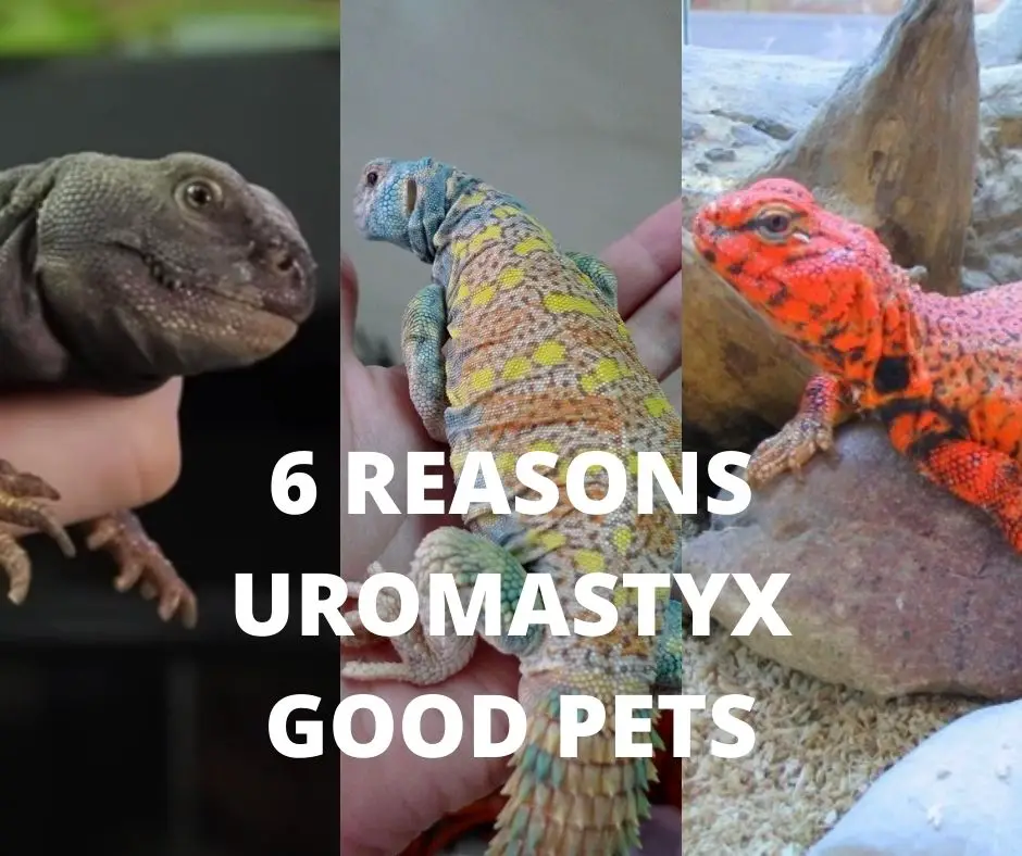 Uromastyx lizards will make good pets