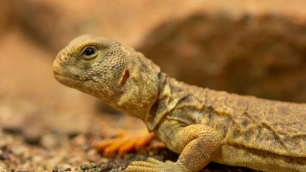 uromastyx lose in personality compared to bearded dragon