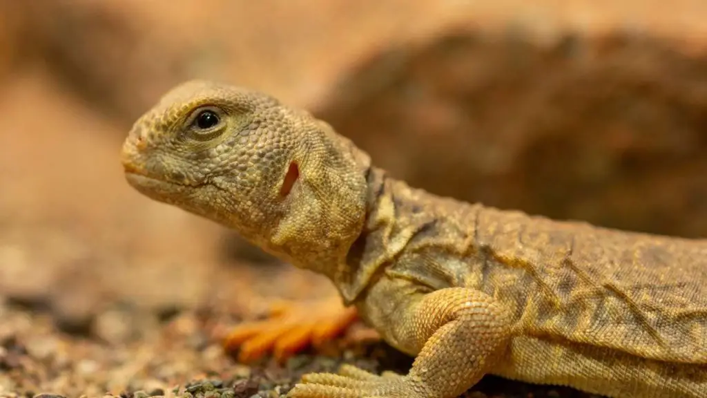 Uromastyx Princeps Colors