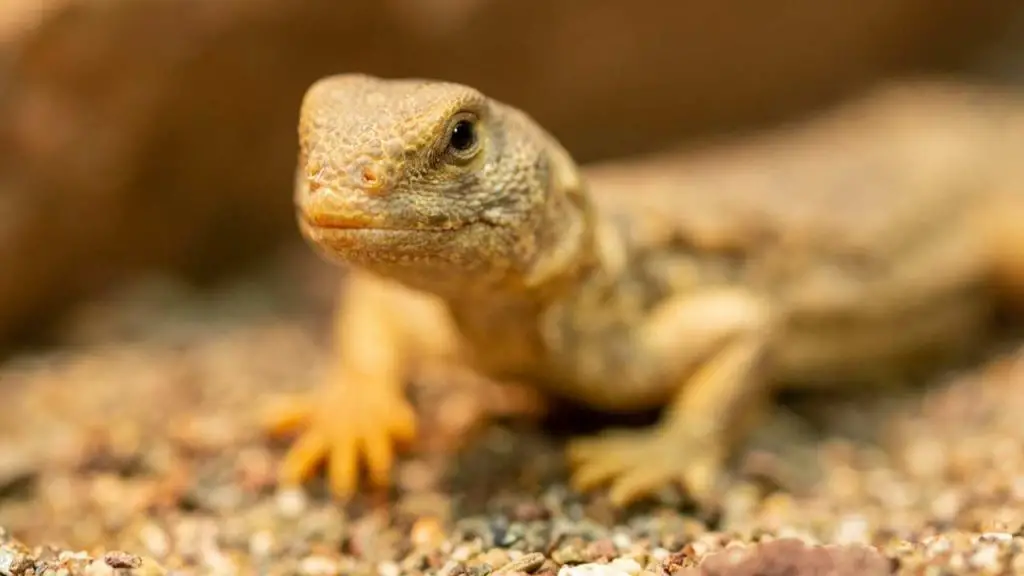 Uromastyx Princeps