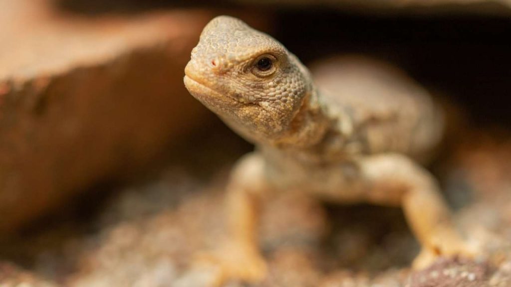 Uromastyx Princeps Cost